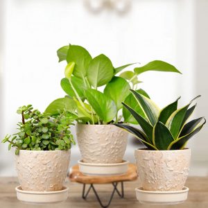 Indoor Plants Combo
